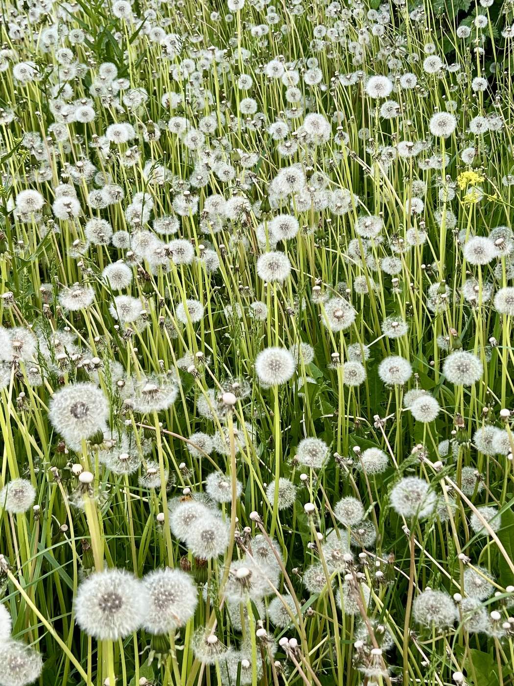 Майское настроение