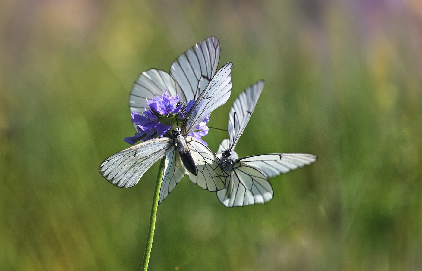 Самый вкусный)