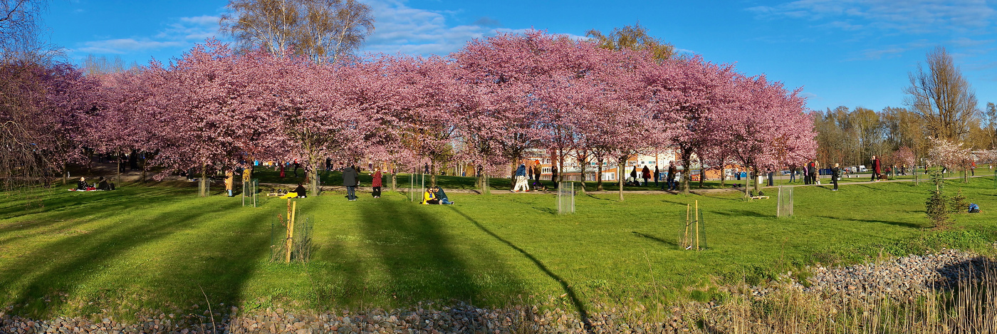 Вишнёвый сад в цвету