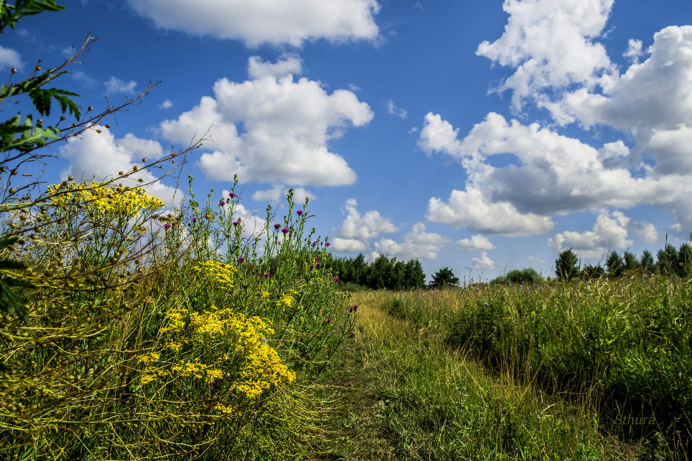 Летний день.