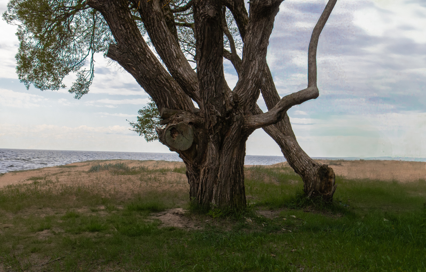 Финский залив