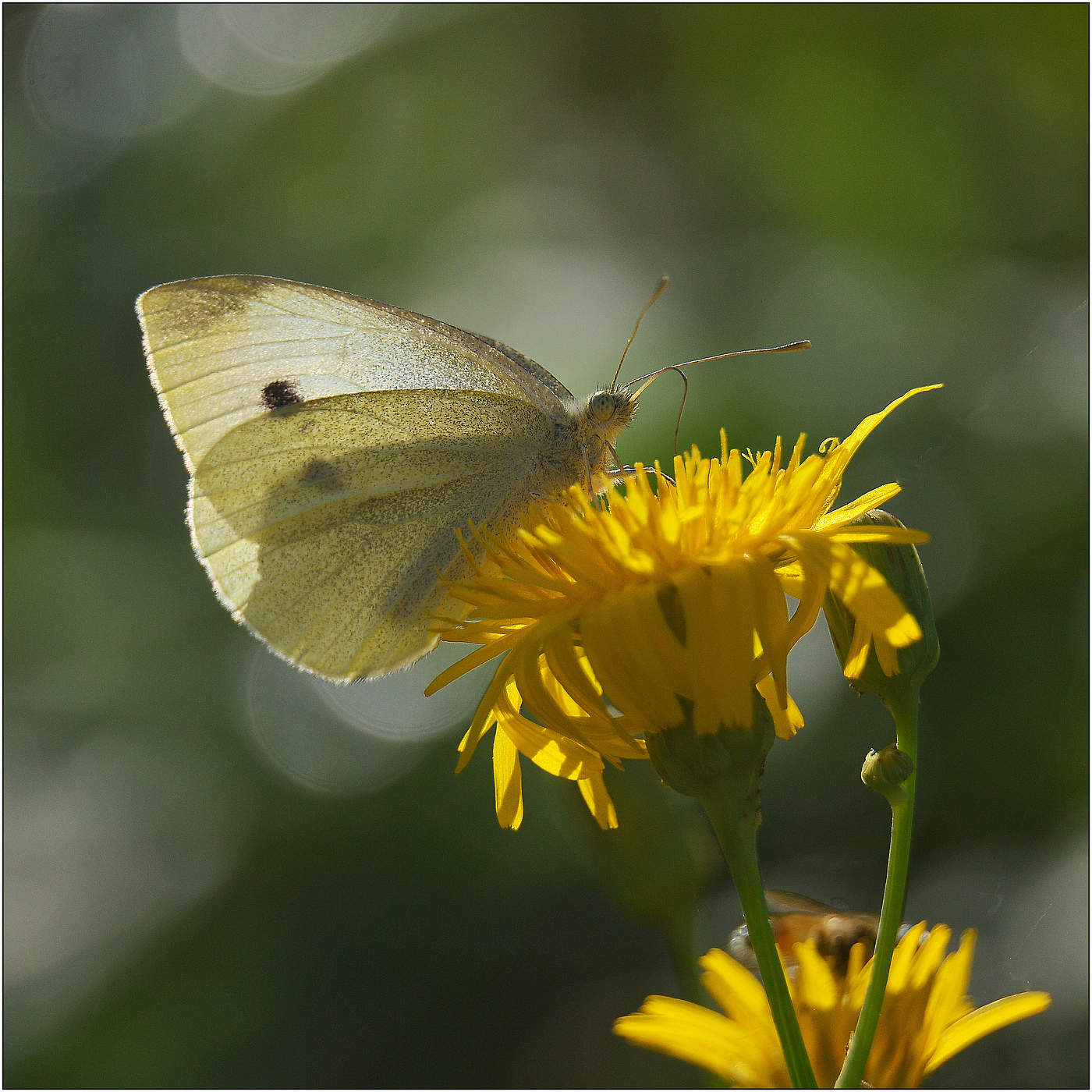 ... уходит Лето .