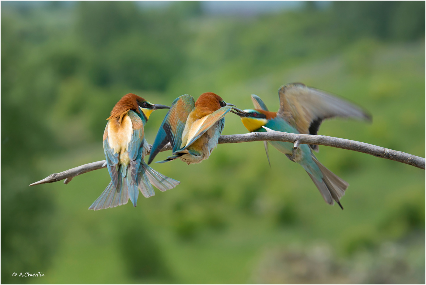 Поцелуйчик на лету )