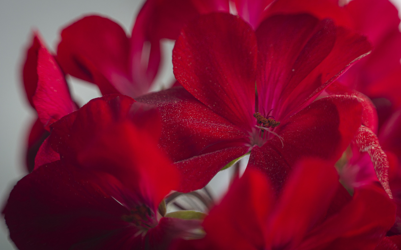 Элегантность герани.