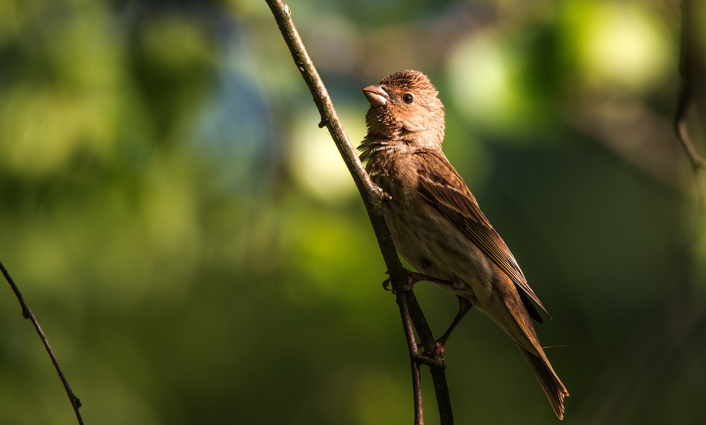 Чечевица. (самка)