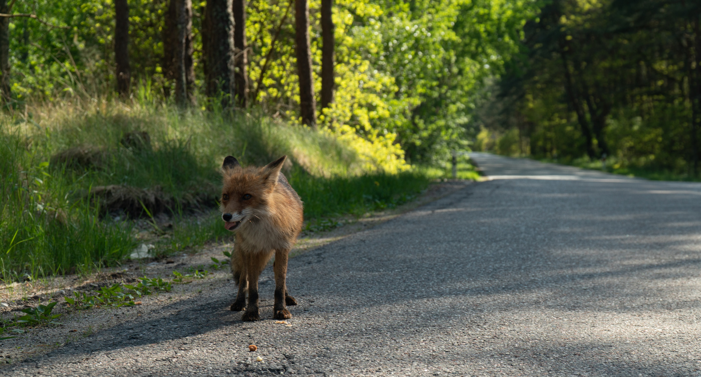 Лиса на Куршской косе