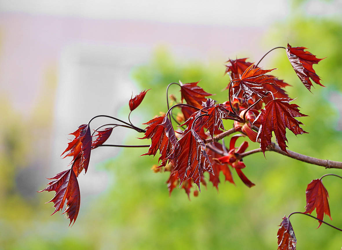 Пробуждение