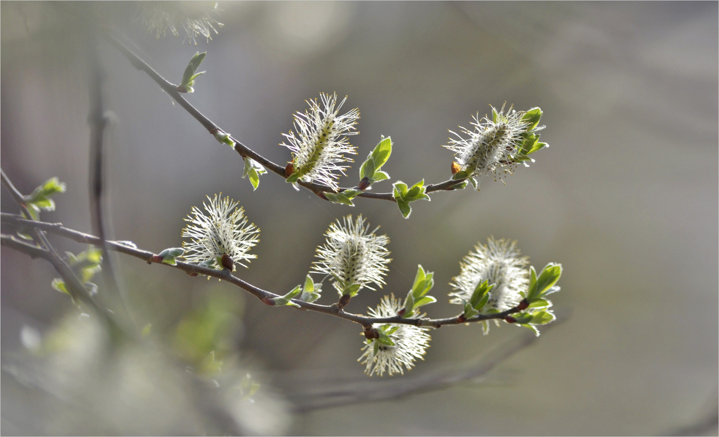 Распушилась...