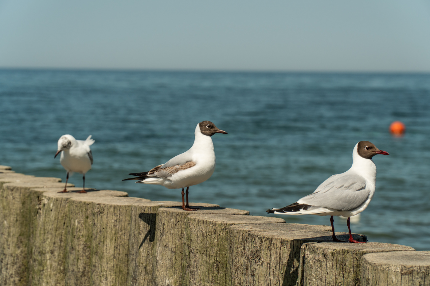 Чайки на Балтийском море