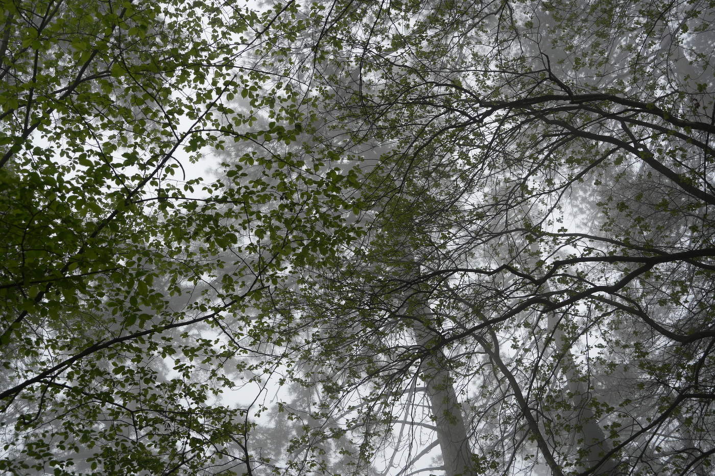 Весенняя вуаль