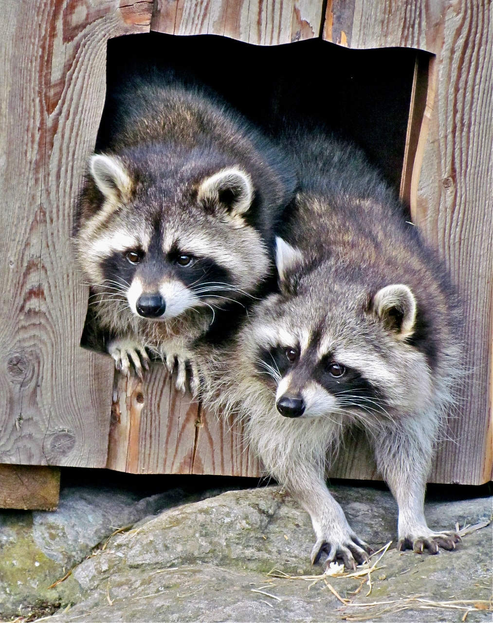 Двое из ларца одинаковы с лица :)