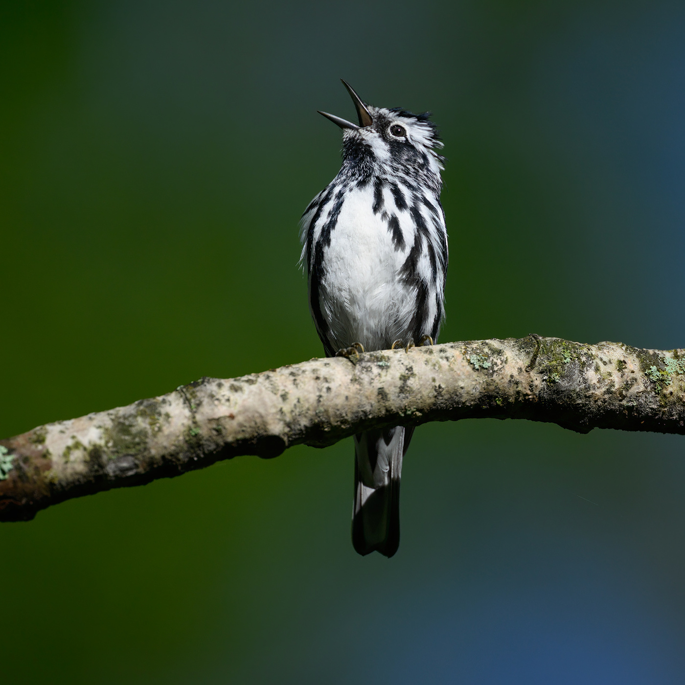 Black-and-white Warbler