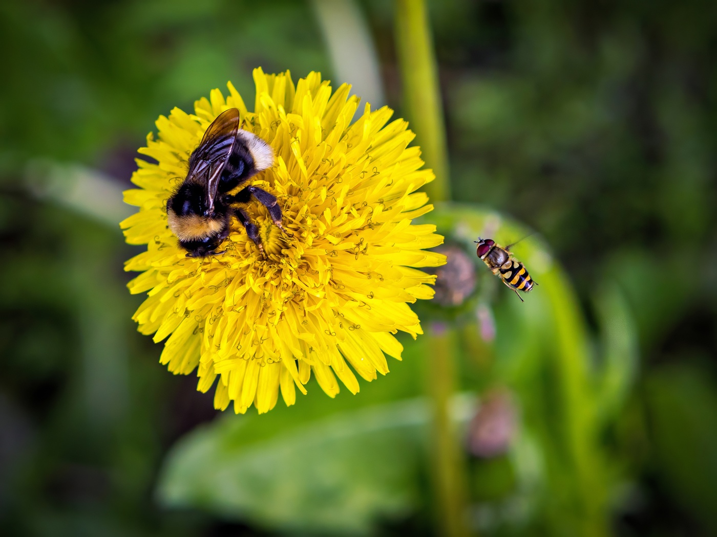 Из жизни насекомых.