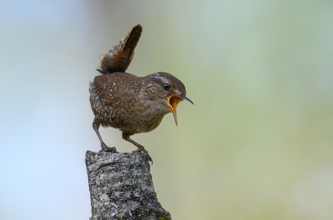 Winter wren
