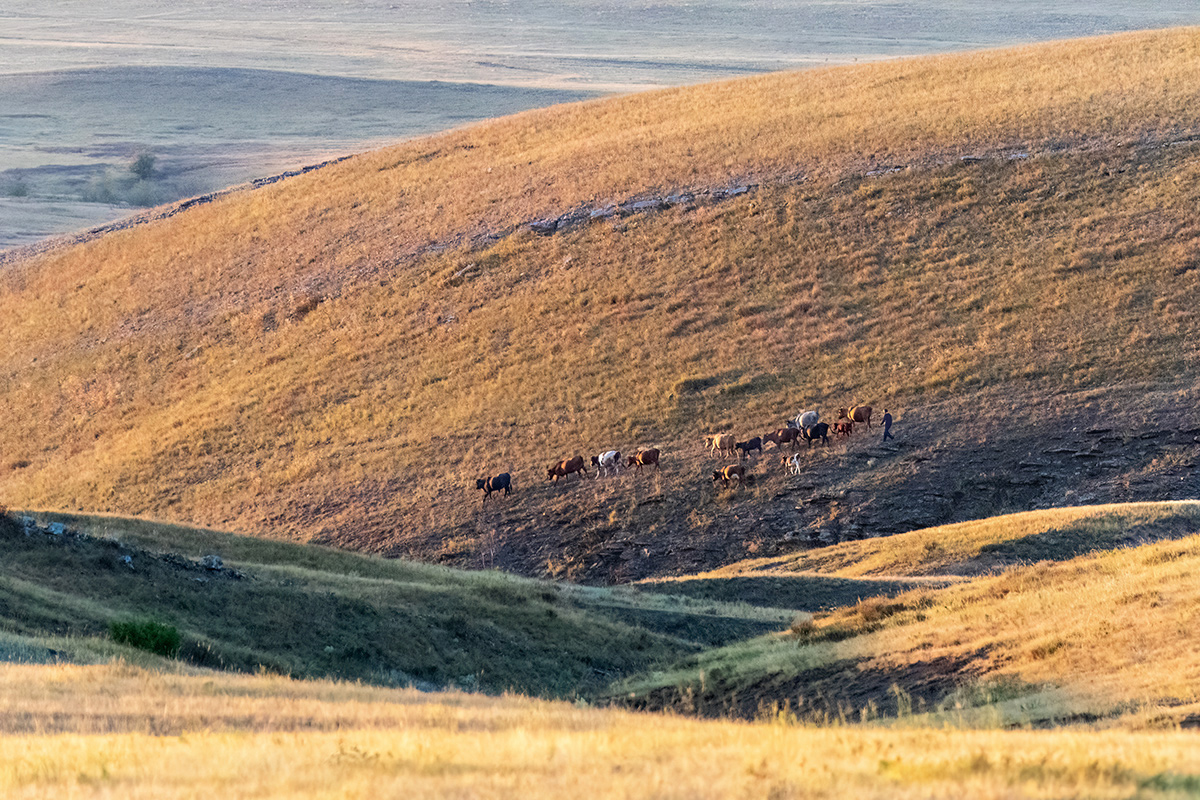 Степные картинки