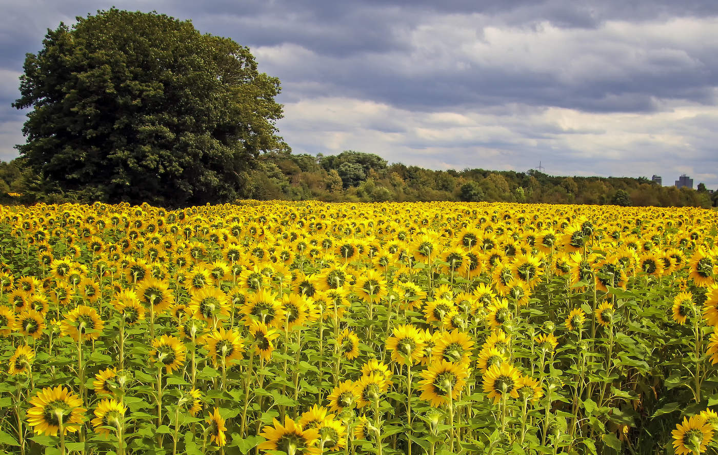 Подсолнухи