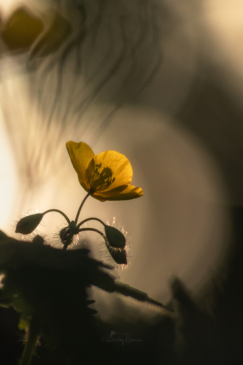 Где-то на лугу...