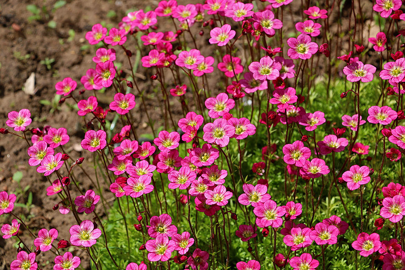 Розовый коврик