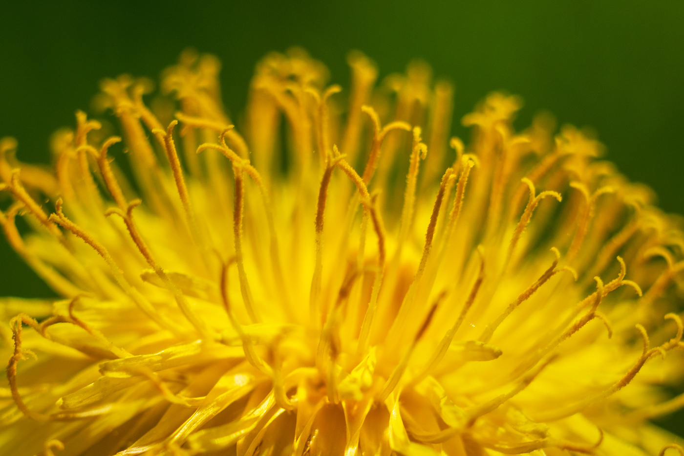 Одуванчик полевой 1