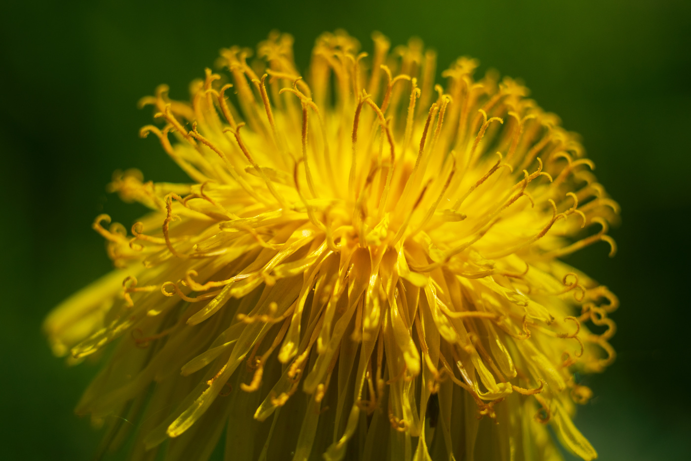 Одуванчик полевой 2