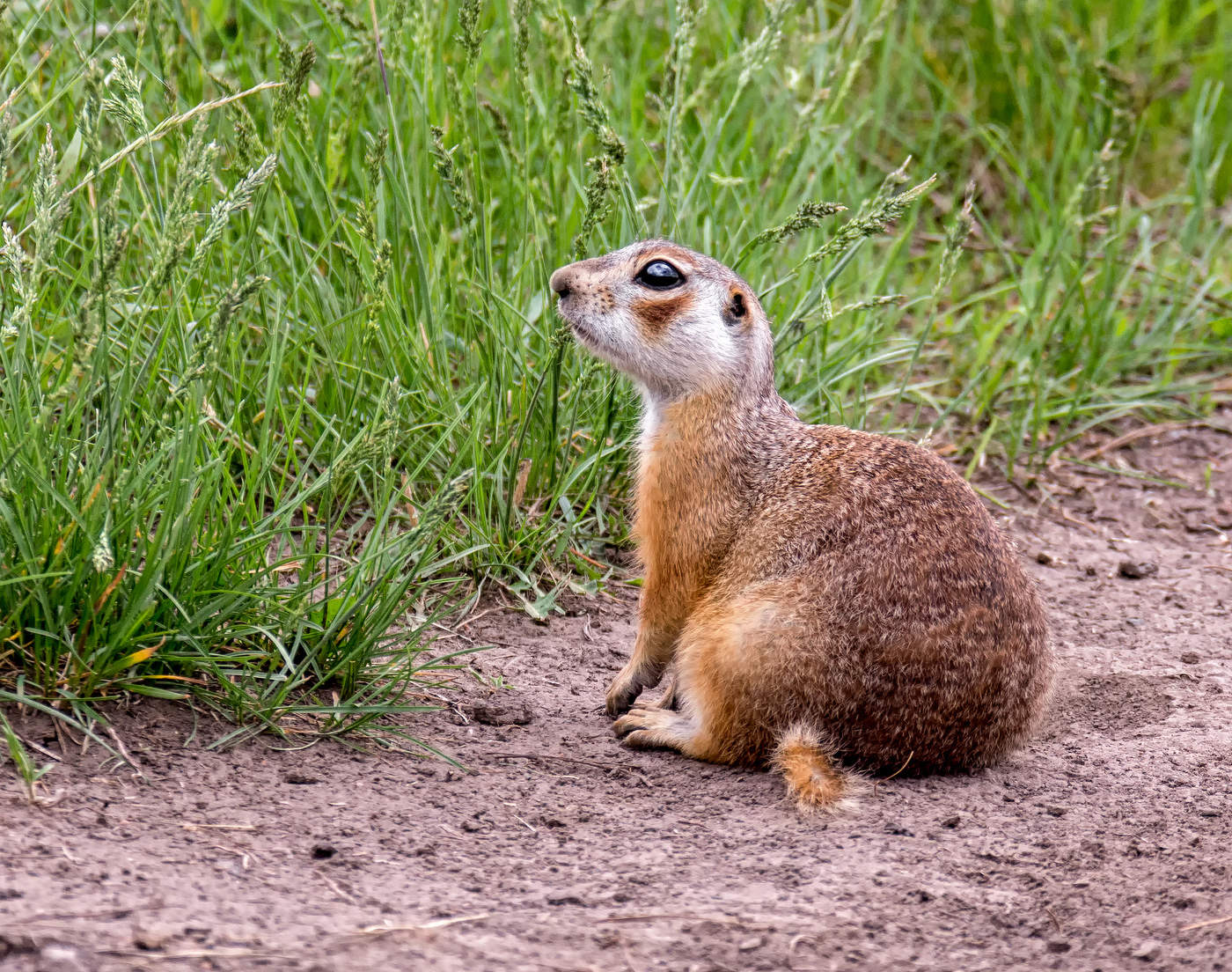Слушает пение птичек!