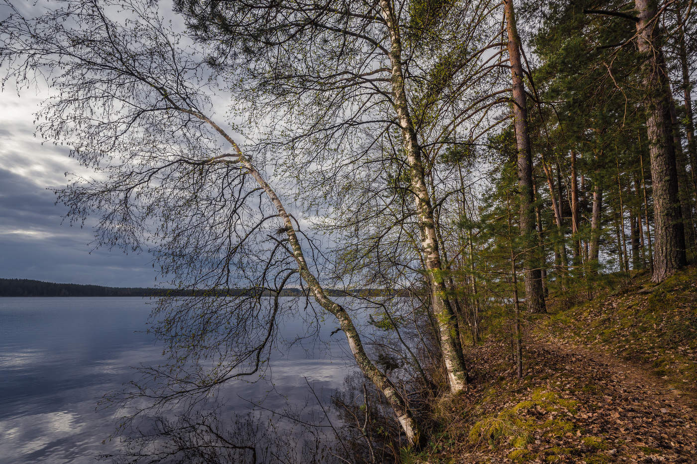 Берёзки среди сосен.
