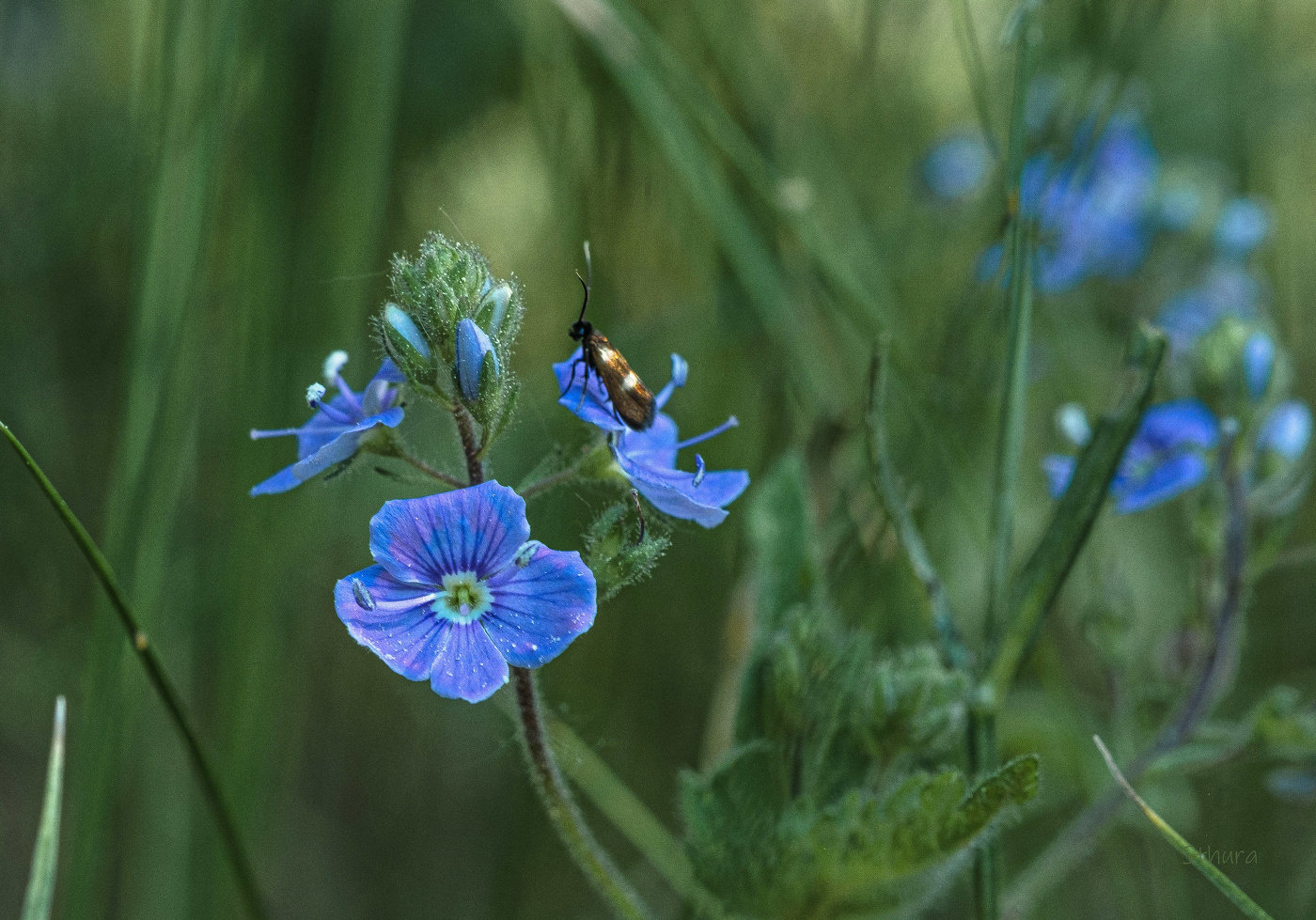 Цветы в лесу.