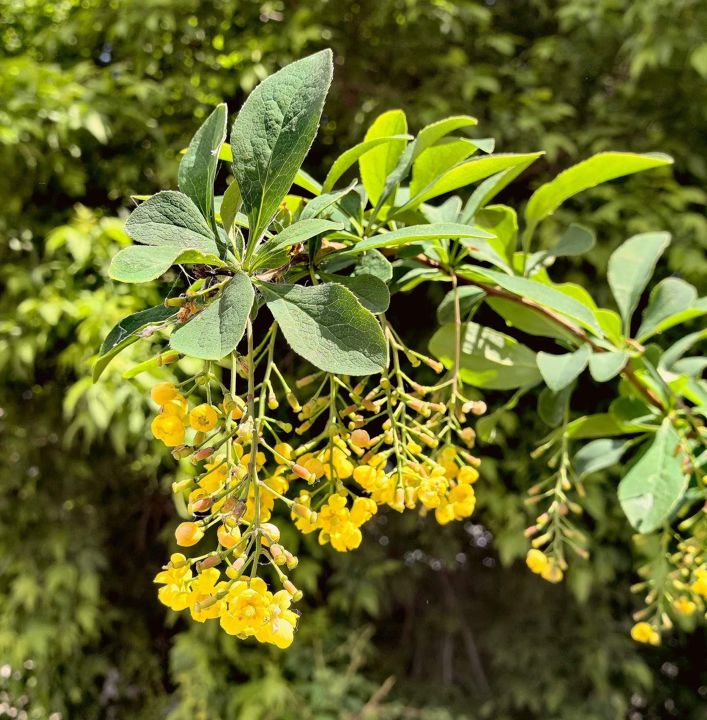 Желтые гирлянды