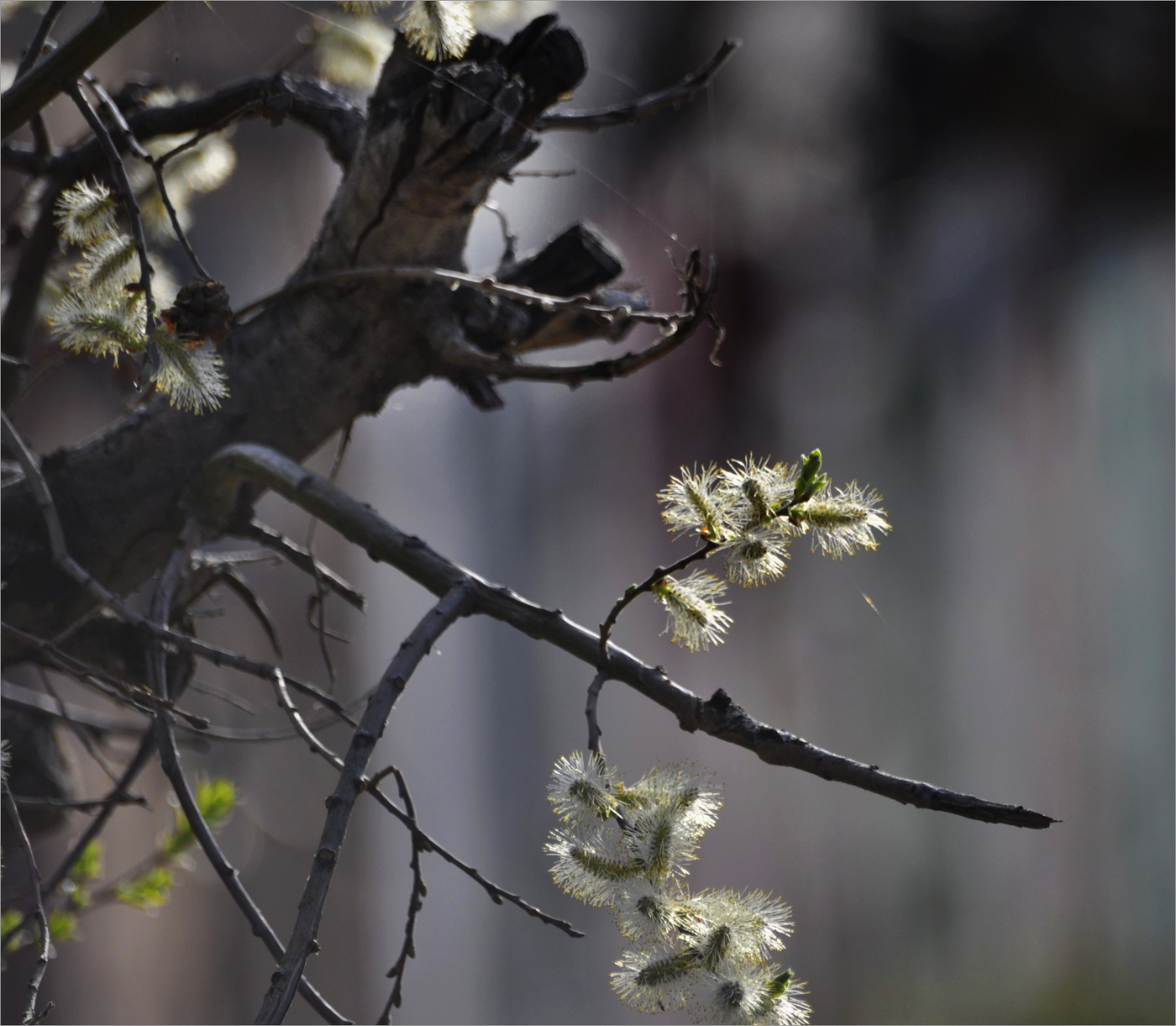 Ещё одна весна...