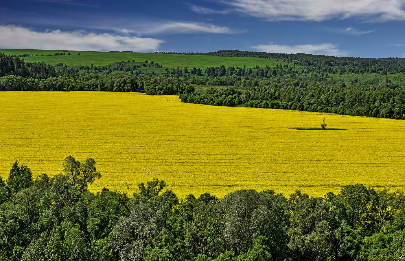 "Мягкими коврами рапсовая гладь… "