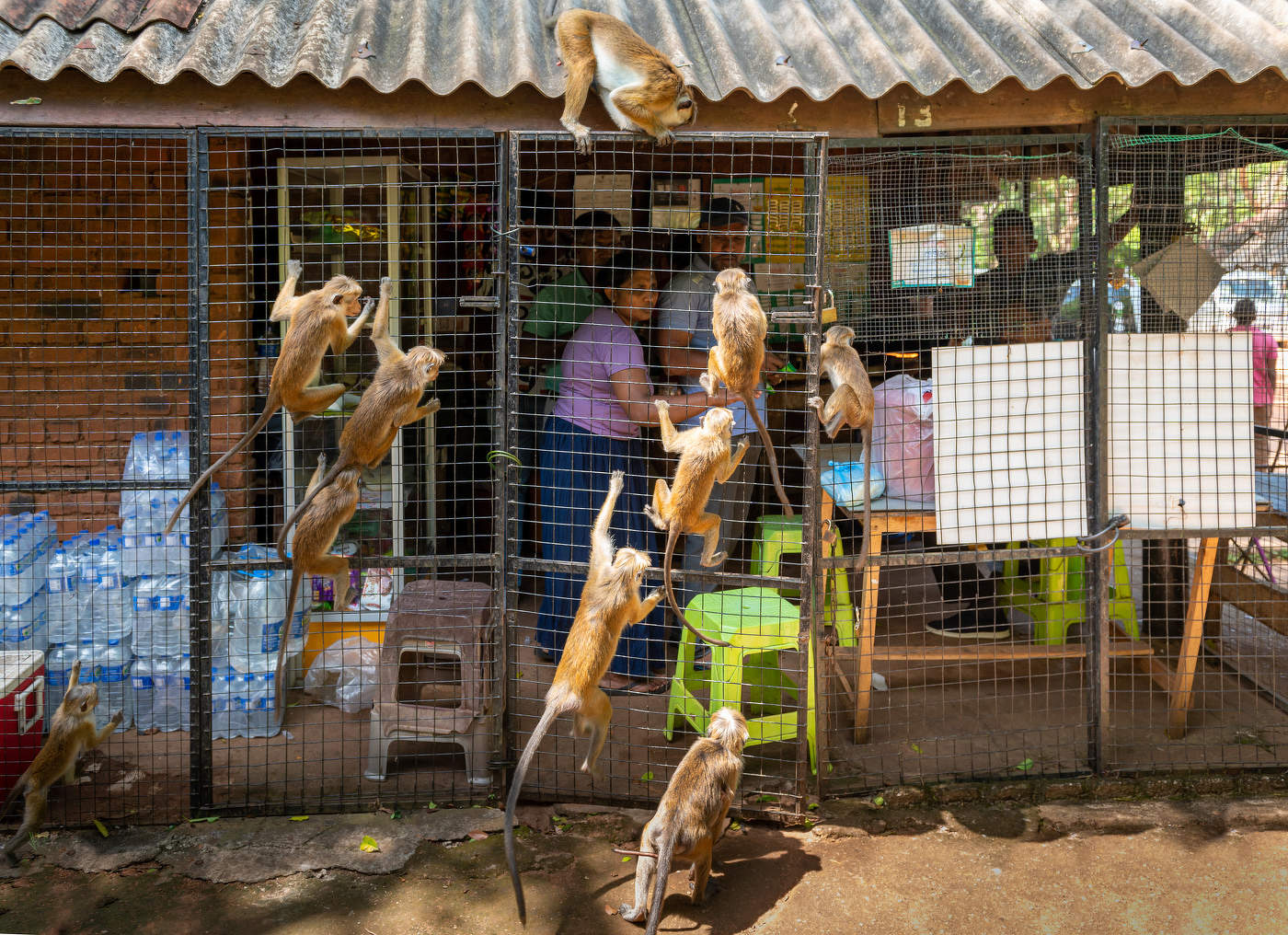 Планета обезьян