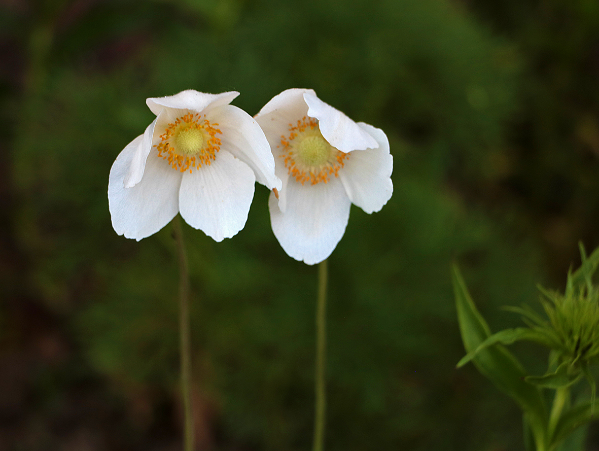 Ветреная парочка