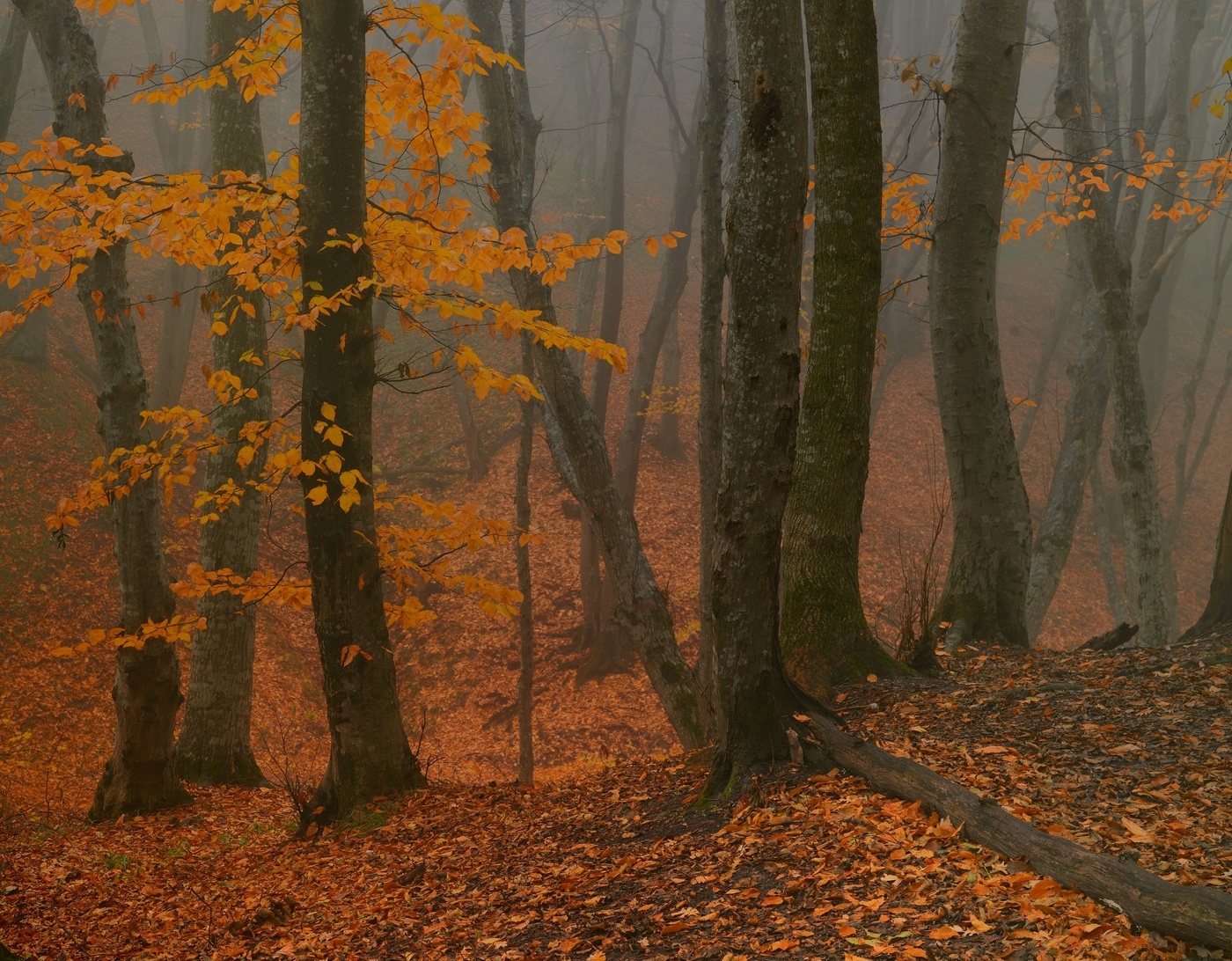 Осеннее утро