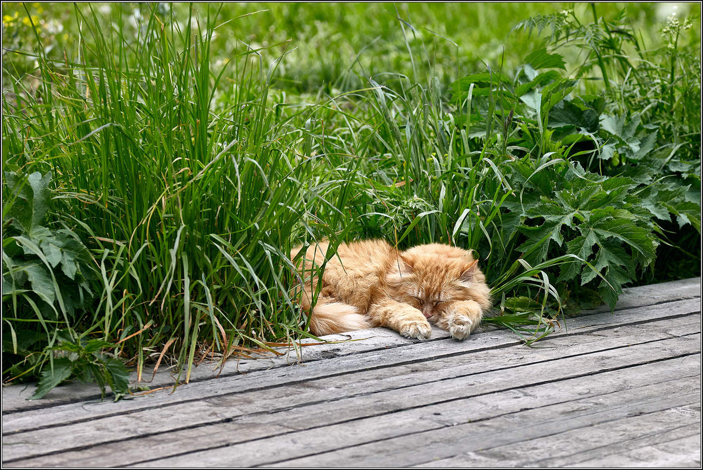 Полуденный релакс.