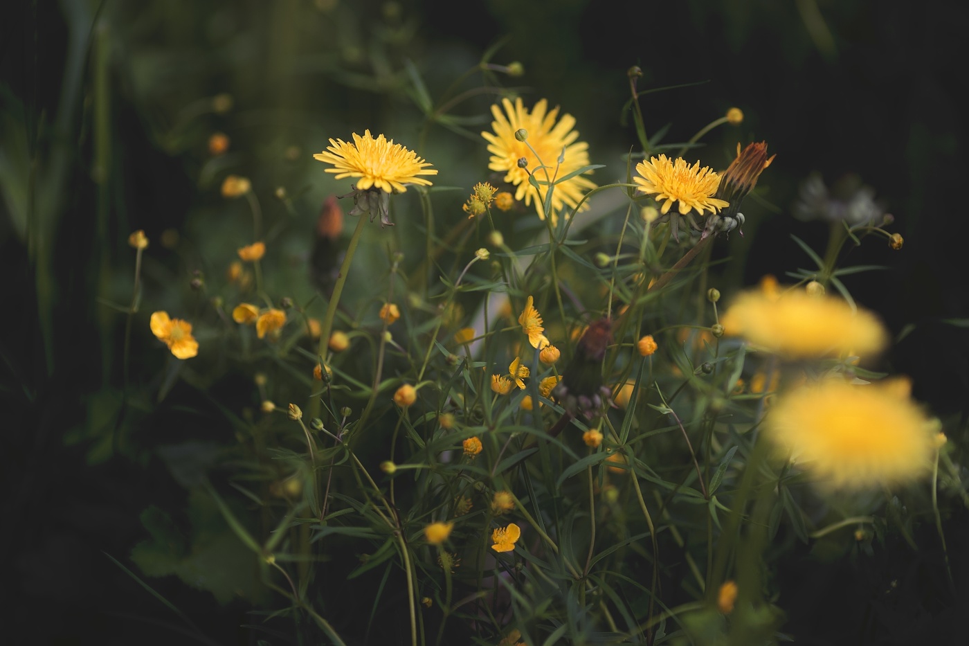одуванчиковое настроение