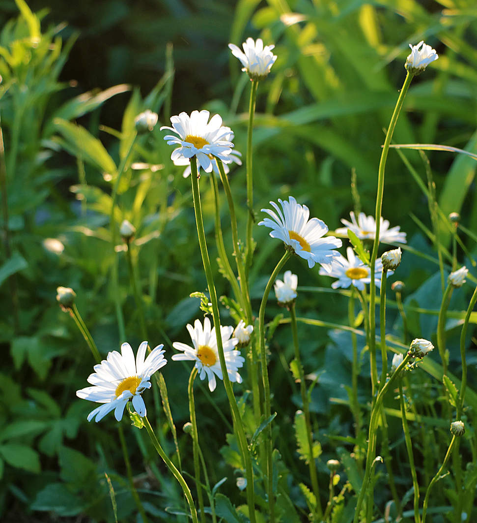 Мои любимые ромашки