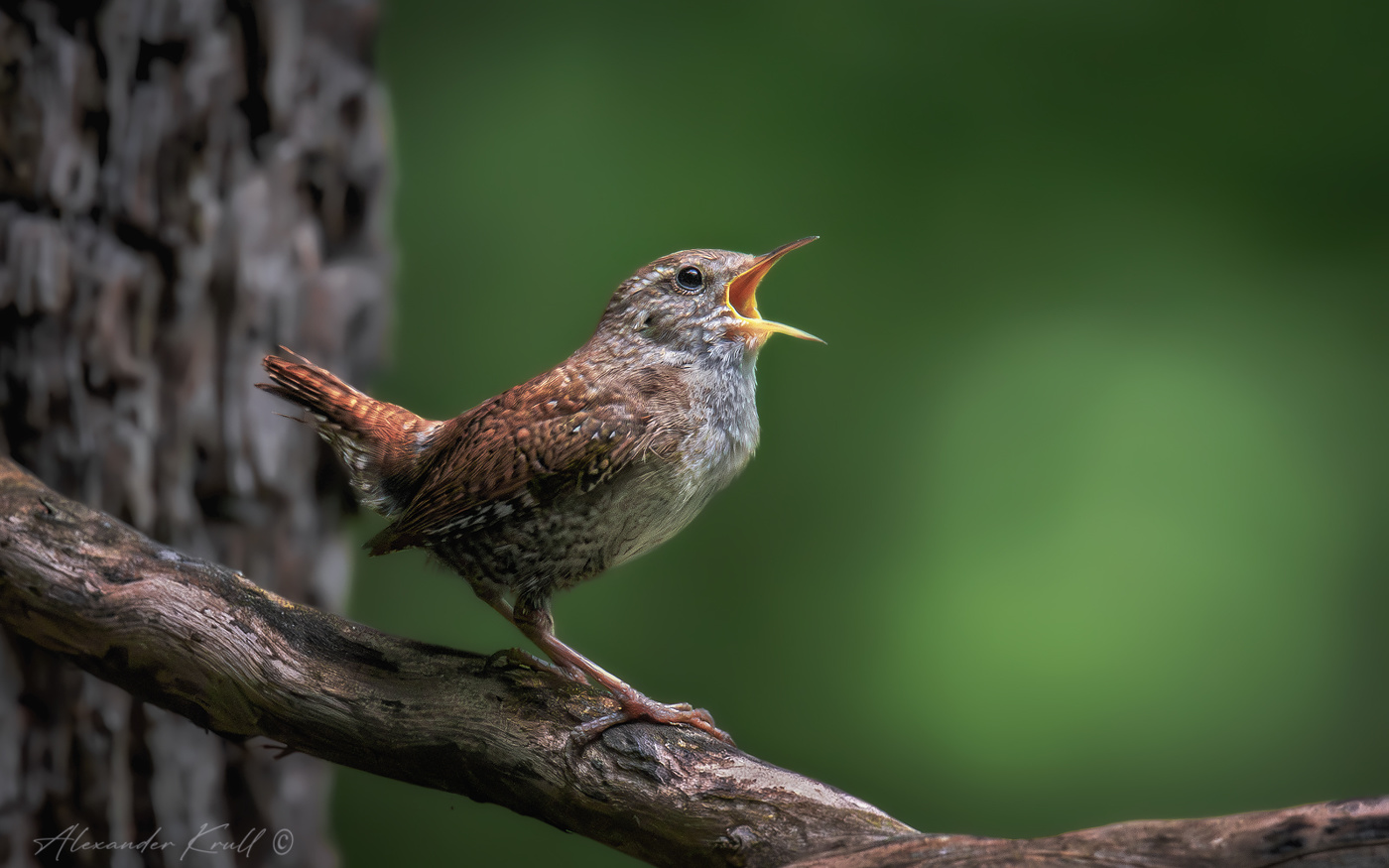 На весь лес!