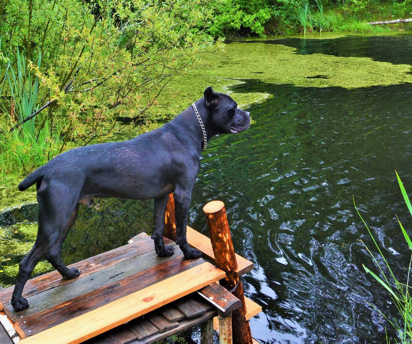 Дождливый день ...