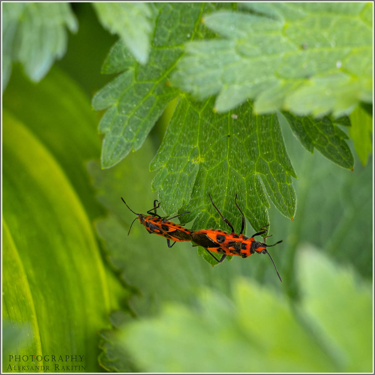 Весна-пора любви!