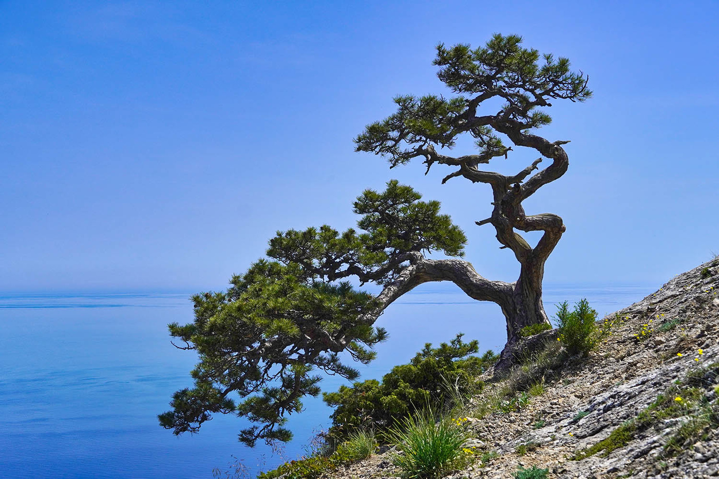 Крымская сосна