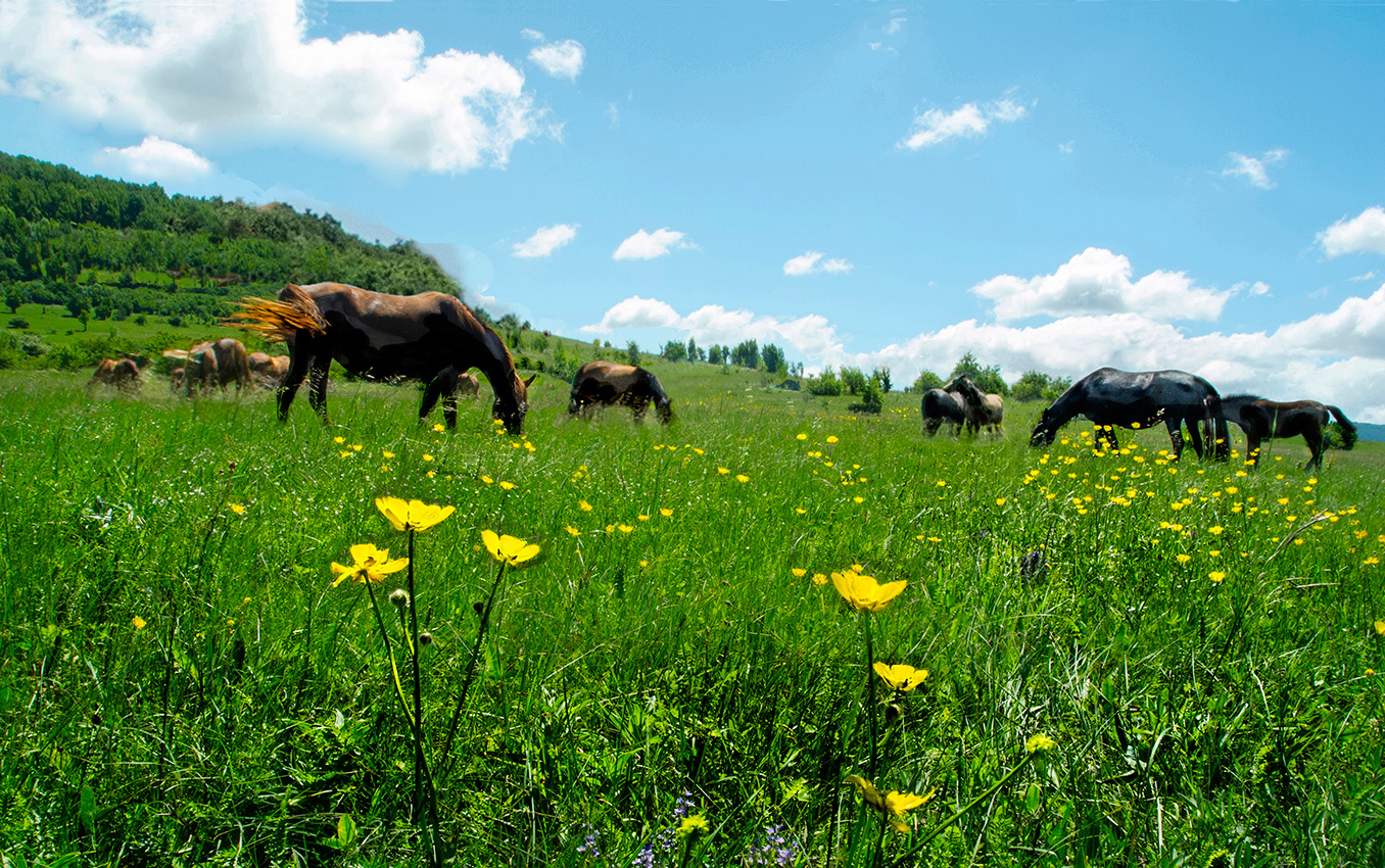 Лето подходит