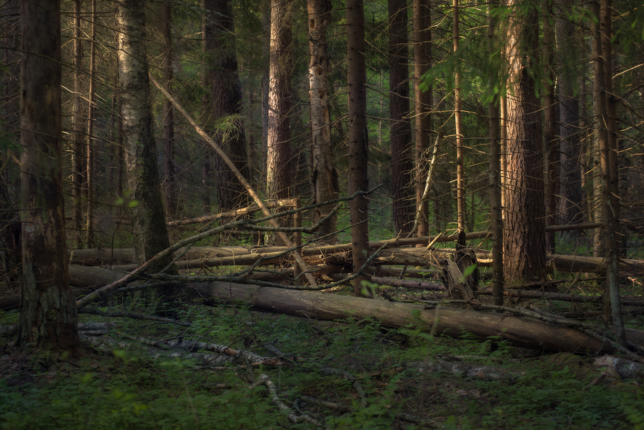 Утро в сосновом лесу.