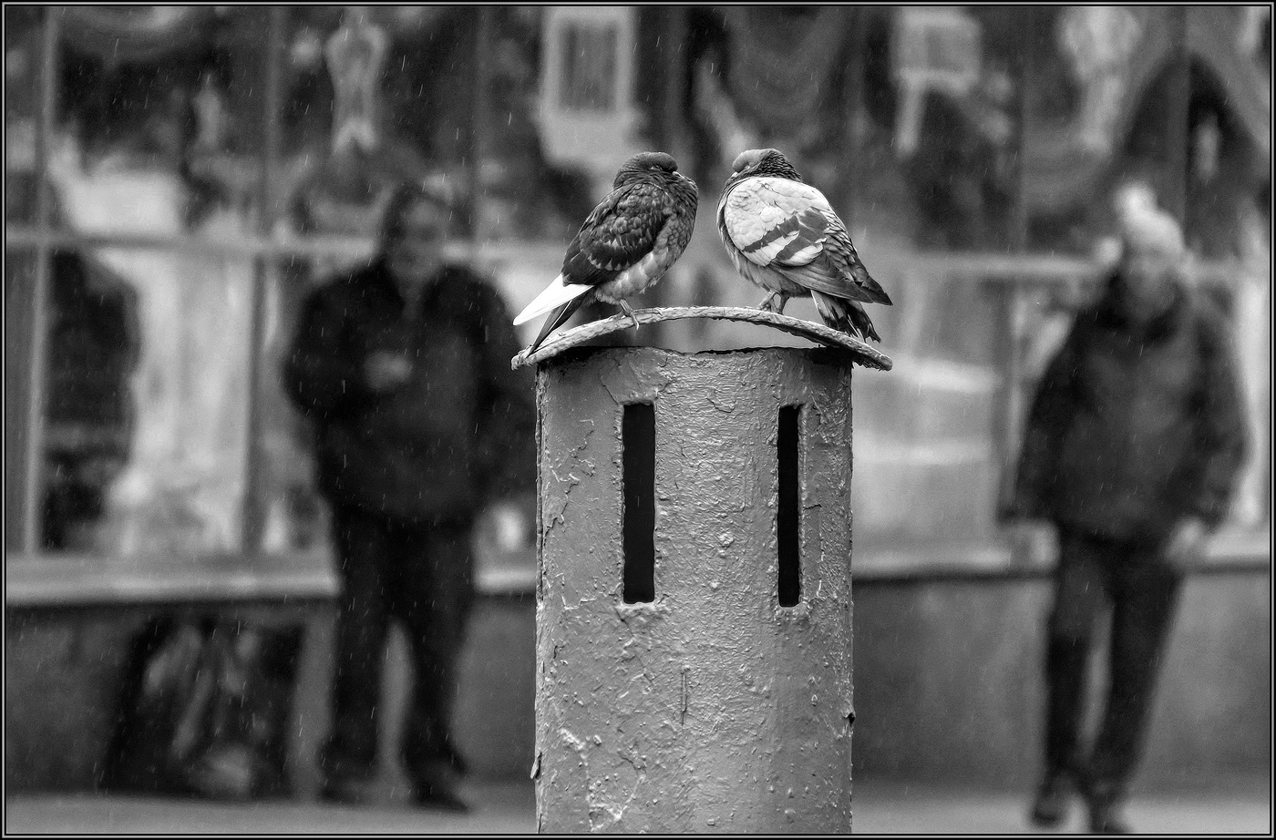 ... Голубки .....