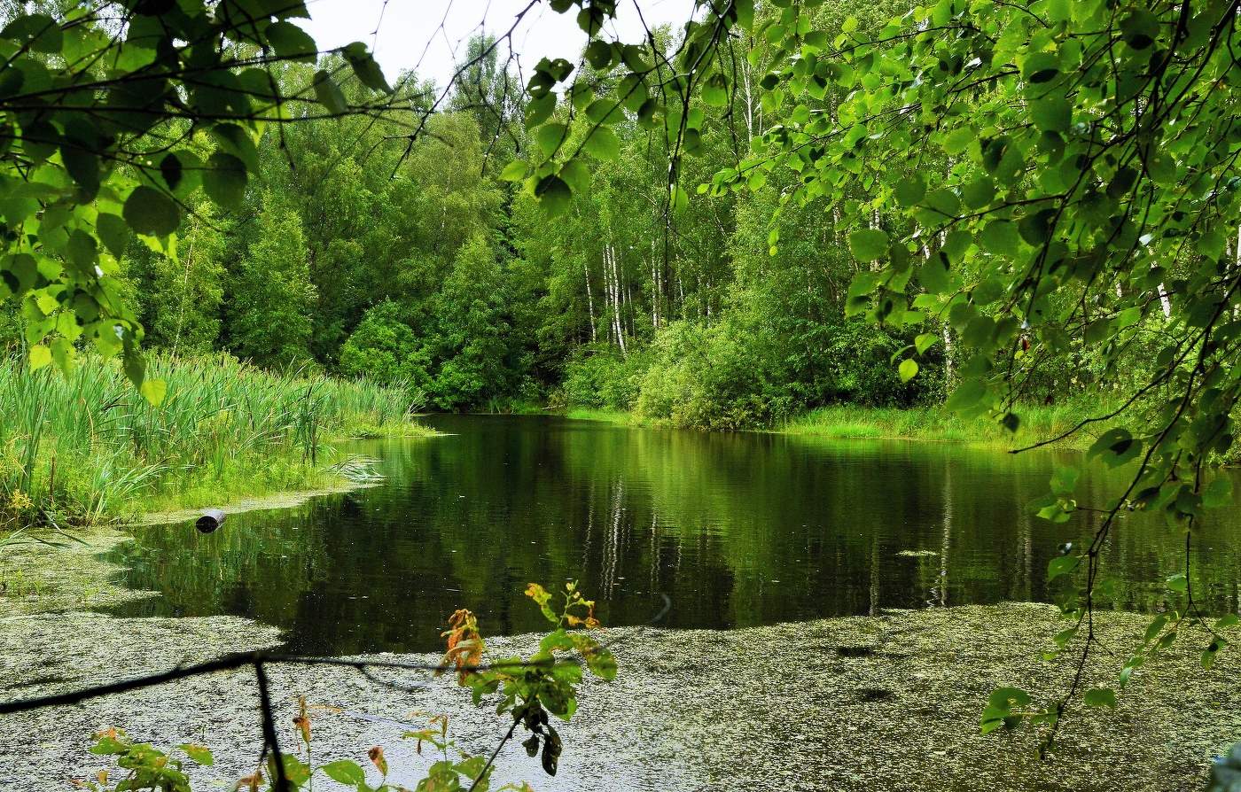 "Пруд стоял громадным черным зеркалом ..."