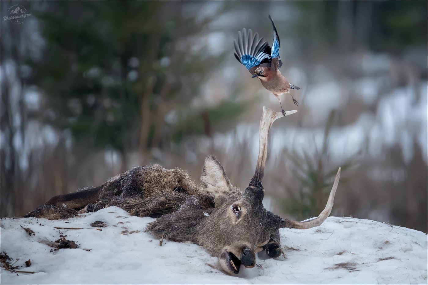 РЕИНКАРНАЦИЯ