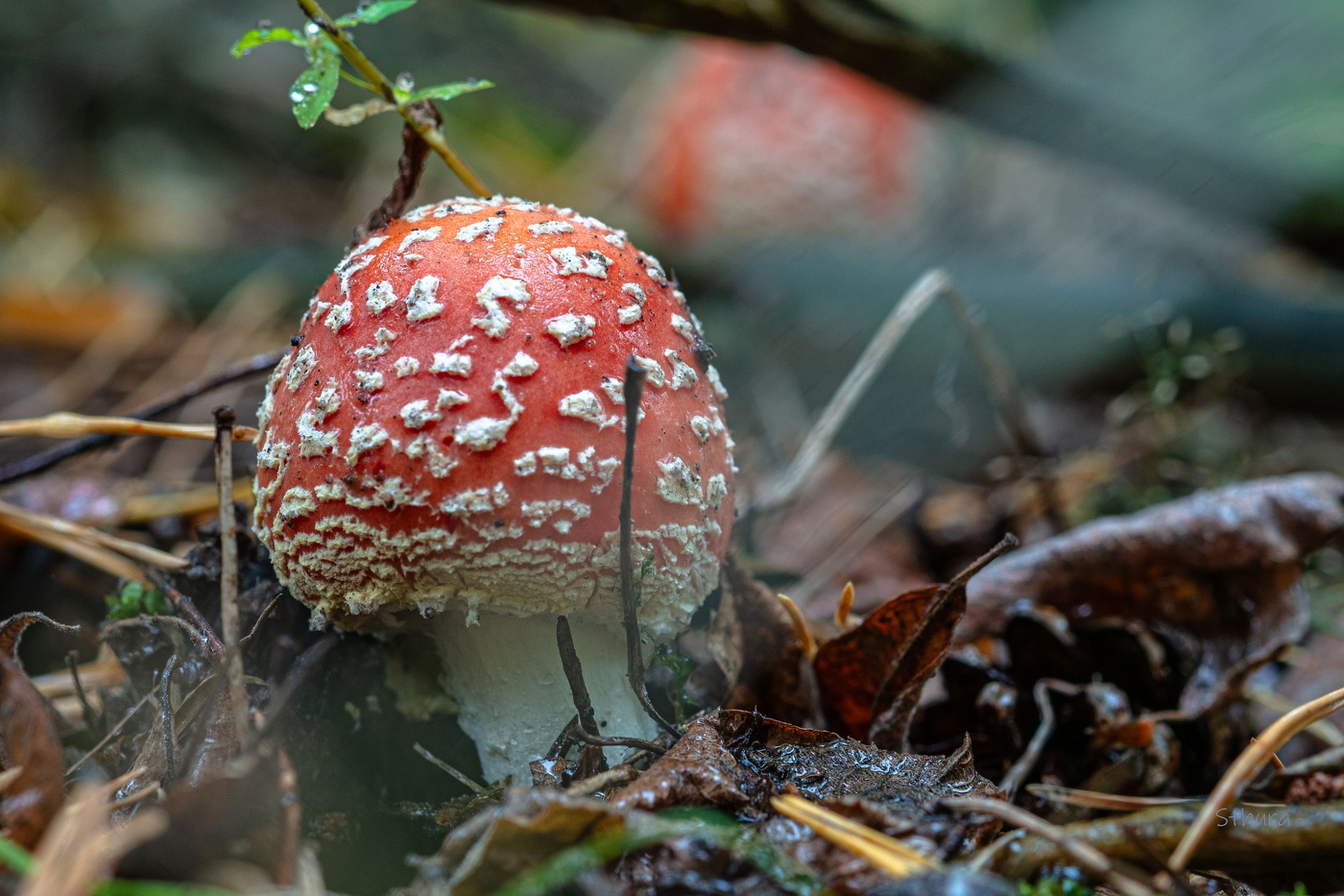 Лесной гриб.