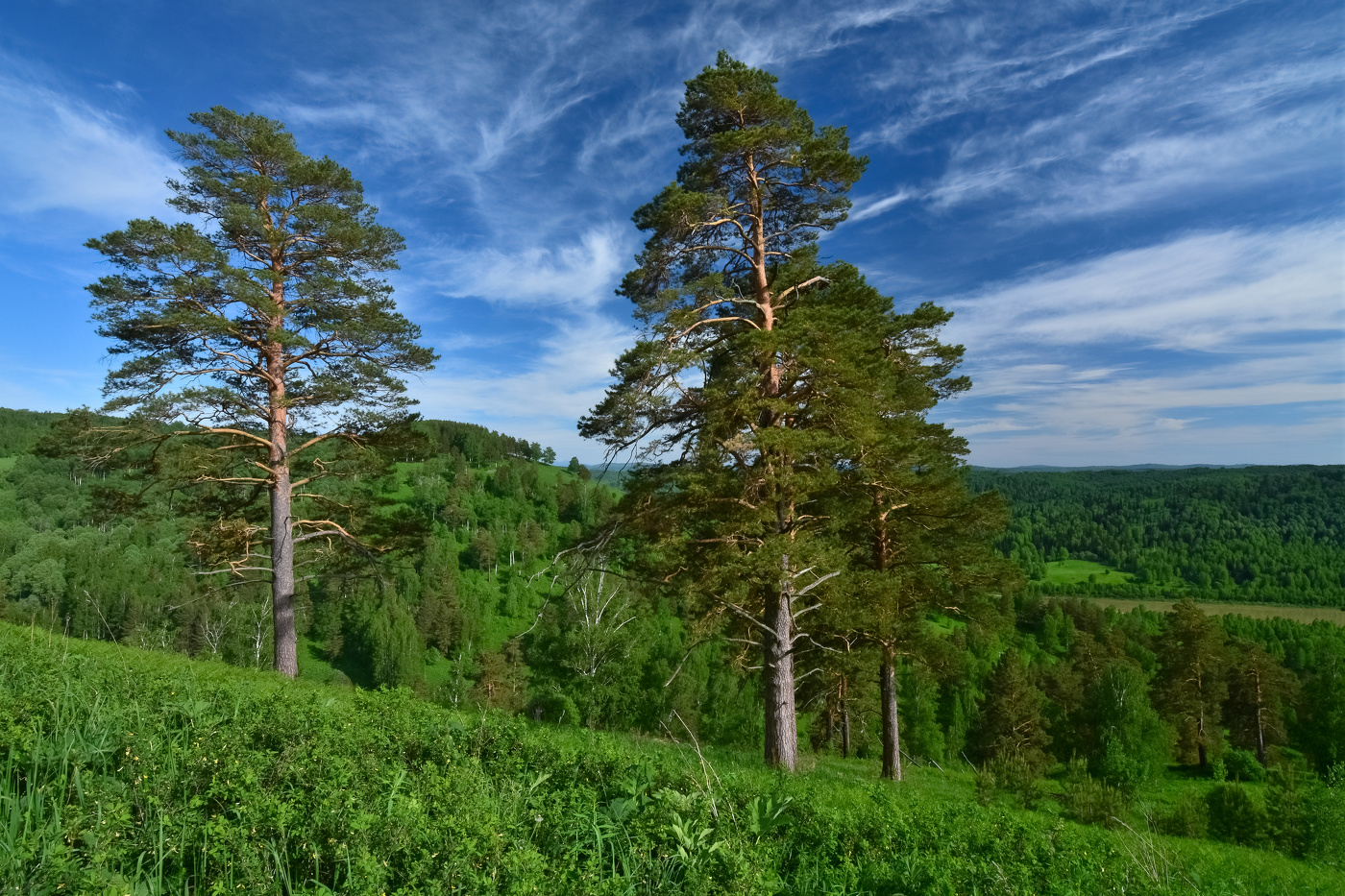 Сибирские сосны