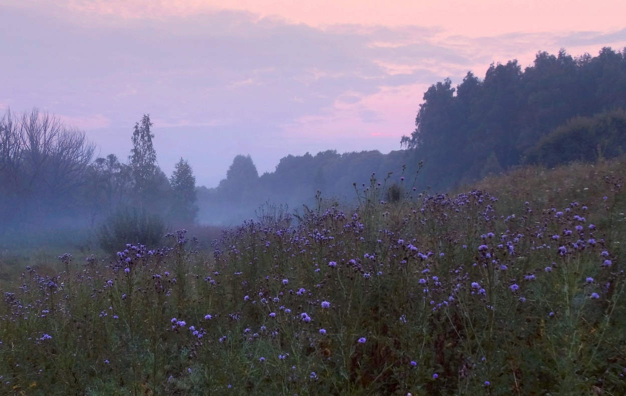 Летнее утро туманное