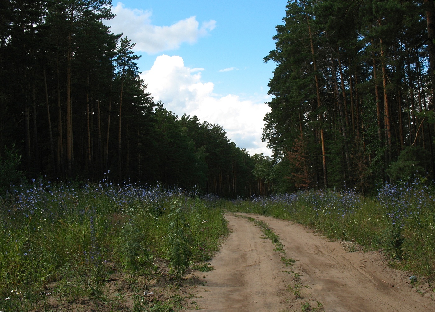 Дорога лесом