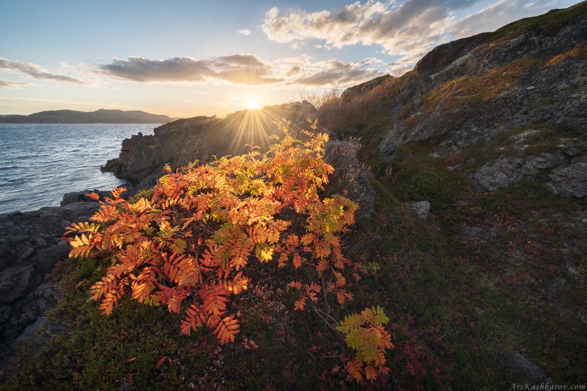 "Полярная рябина"